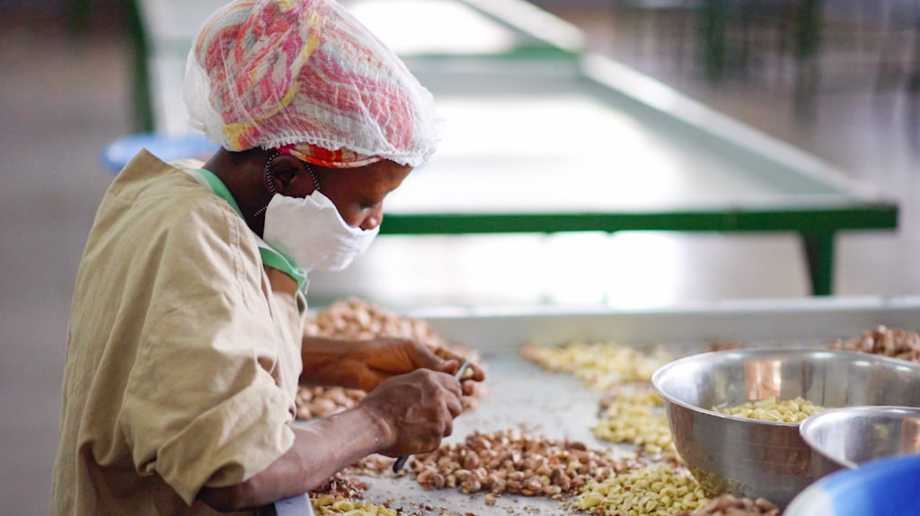 Cashew nuts sustainable agricultural chain in Burkina Faso