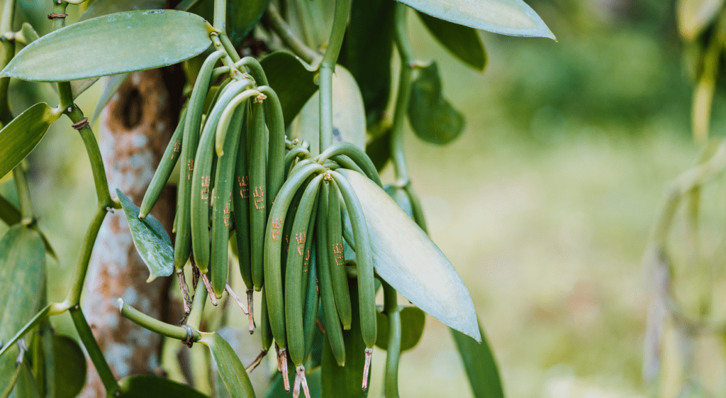 Vanilla beans plant in Uganda