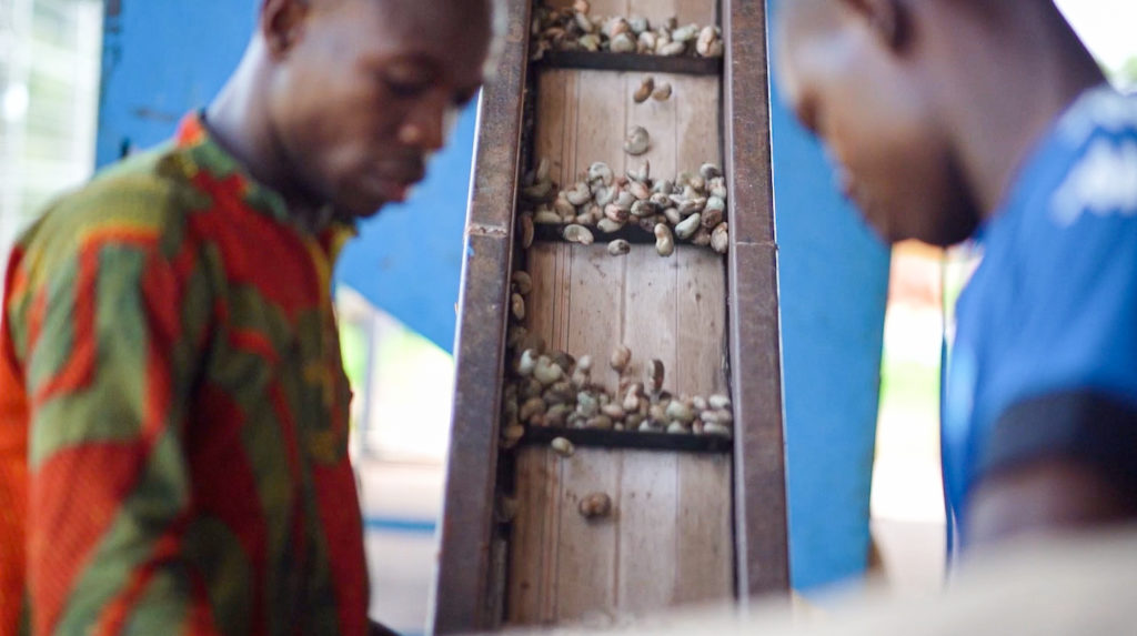 Grading of the cashew nuts for our sustainable agricultural chain in Burkina Faso