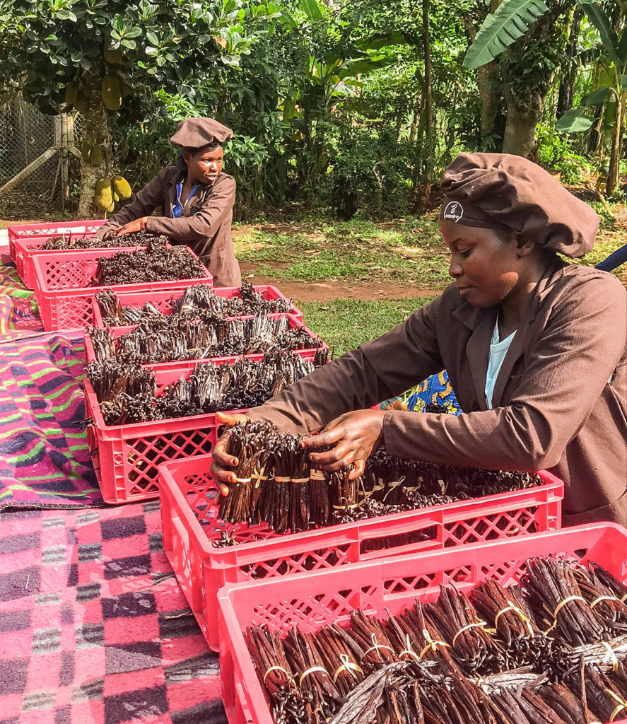 Gousses de Vanille d'Ouganda Bio